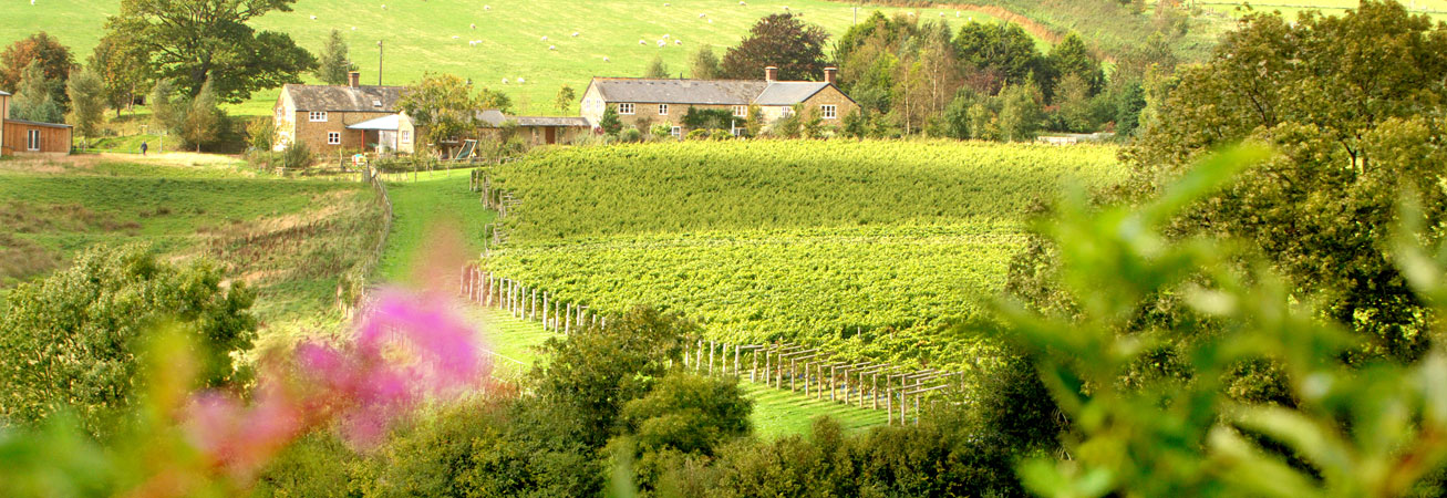 Country side photograph of Furleigh Estate showing the sweeping green vineyards and the winery building in the background.