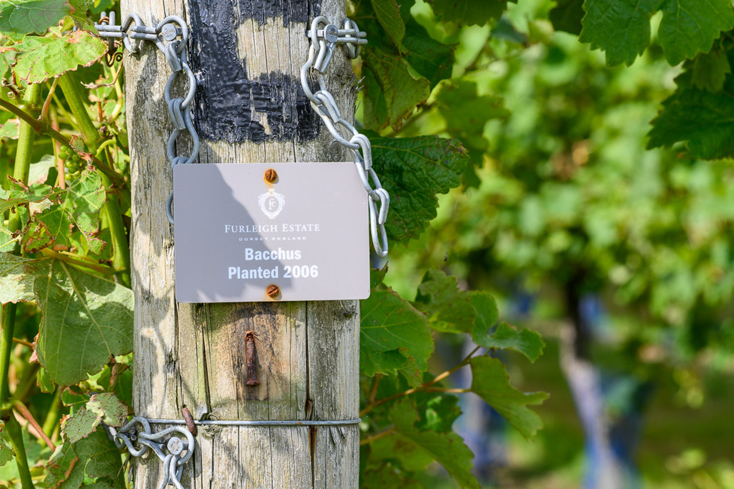 Furleigh Estate Bacchus planted 2006