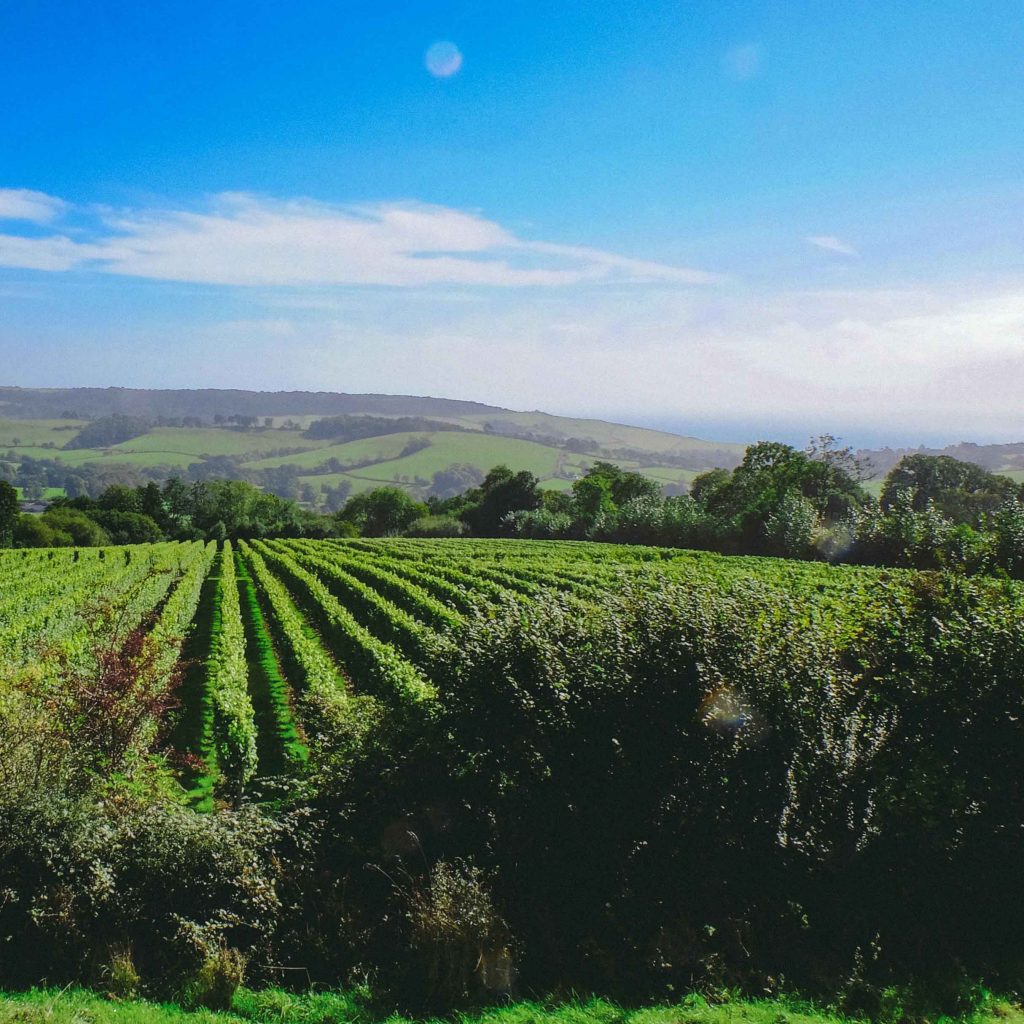 View across the vines towards the Jurassic Coast