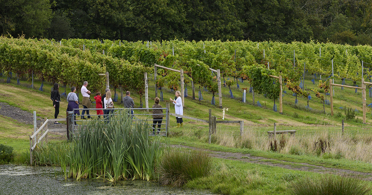Rebecca leads a tour of the vineyard and winery at Furleigh Estate