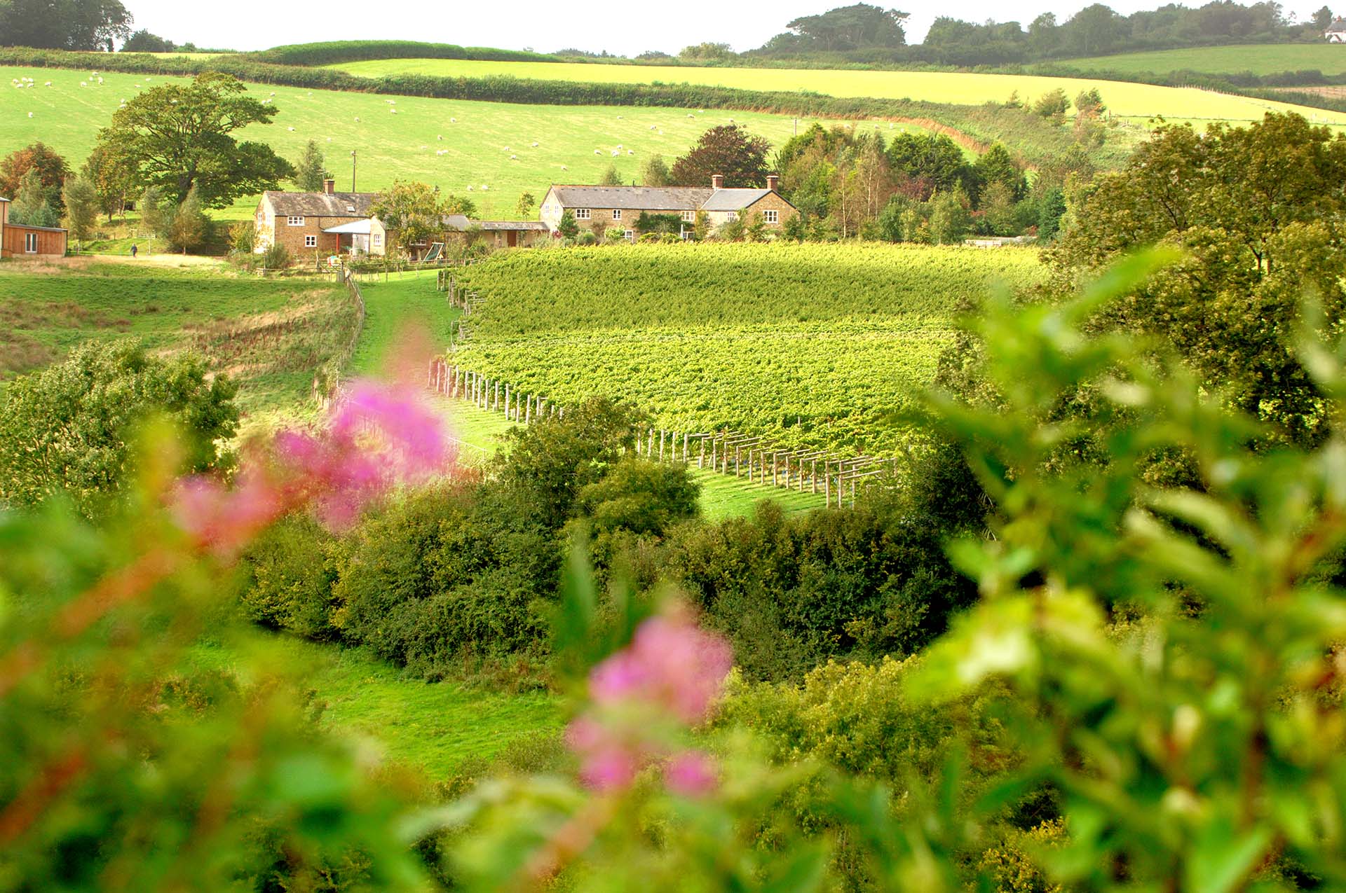 Vista shot of flowers in foreground, vineyards in midground and Furleigh Estate premises in background
