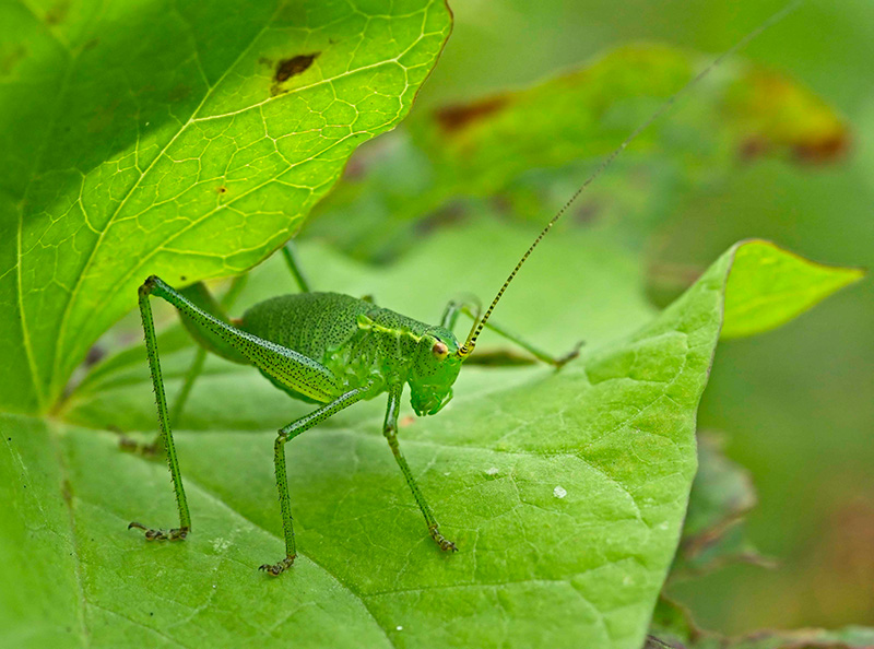 speckled bush cricket